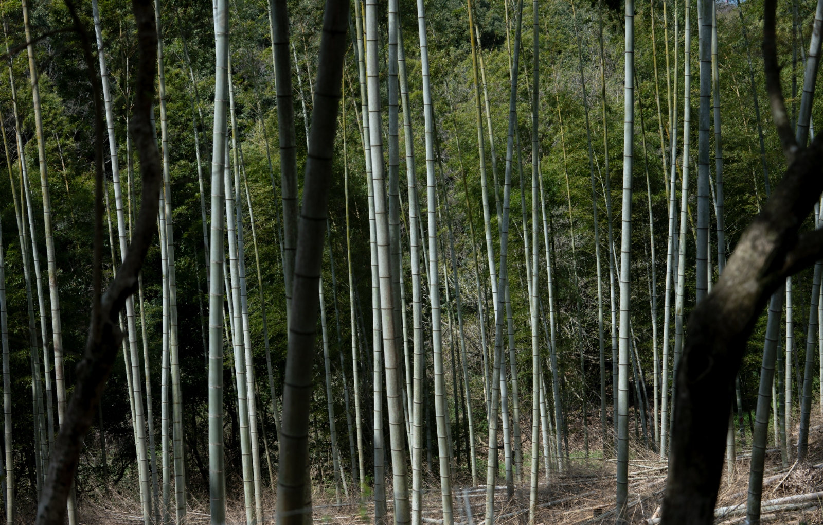 竹林